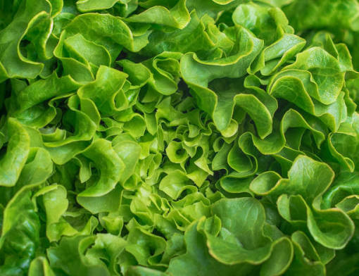 Tolaim - revisión de vegetales
